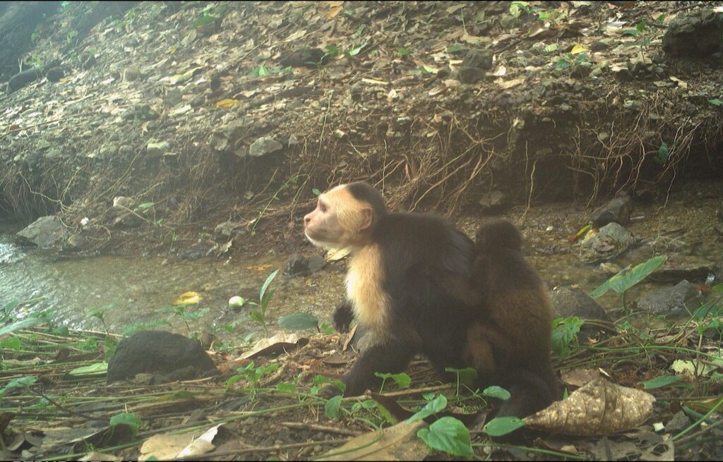 Capuchins Are Abducting Baby Howler Monkeys in Strange, Deadly New Trend